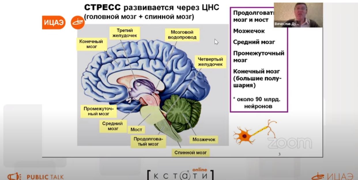 Интересное о мозге человека. Интересные факты о мозге. Интересные факты о мозге человека. Интересные факты о головном мозге человека. Дубынин мозг и стресс.